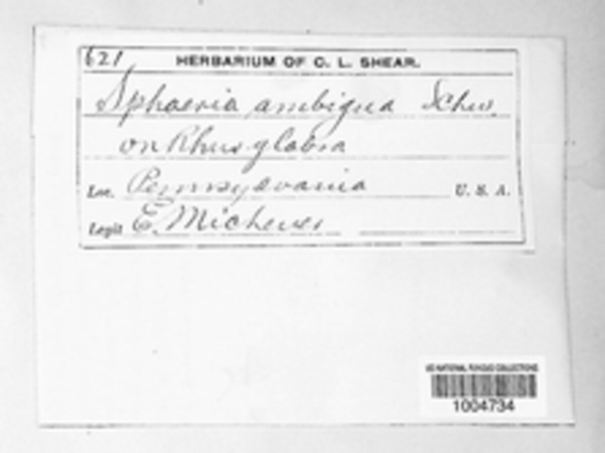 Peyronellaea obtusa image
